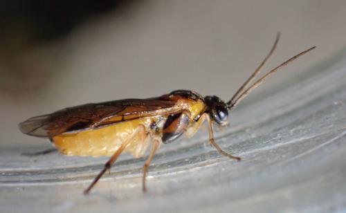 Euura ribesii